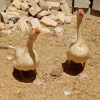 نروماده غاز