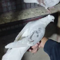 کبوتر،قناری،فروش معاوضه|پرنده|خرم‌آباد, |دیوار