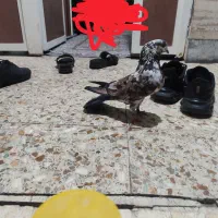 کبوتر