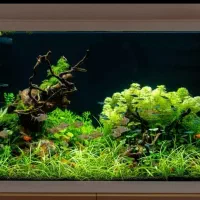 اکواریوم پلنت