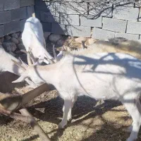 فروش بز سانن جوان|حیوانات مزرعه|فیروزآباد (فارس), |دیوار