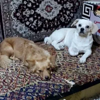 پامر واشپتزو