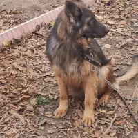 یک ژرمن زیبای مینیاتوری