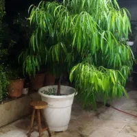 گل و گیاه قابل استفاده نمایشگاه های اتومبیل املاک