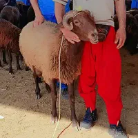 بره قوچ تازه شیشک شده|حیوانات مزرعه|دلند, |دیوار