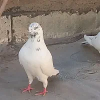 کبوتر رفتنی