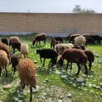 میش و بره افشاری|حیوانات مزرعه|دزفول, |دیوار