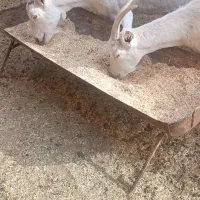 بز سانن اصیل وپرشیر چندقلو زا|حیوانات مزرعه|پائین جام, |دیوار