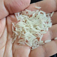 برنج فجر کشت اول|خوردنی و آشامیدنی|آمل, |دیوار