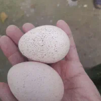 فروش تخم بوقلمون تعداد30 عدد