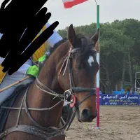 اسب ورزشی|اسب و تجهیزات اسبسواری|تبریز, |دیوار