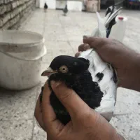 کبوتر|حیوانات|اهواز, کمپلو جنوبی|دیوار