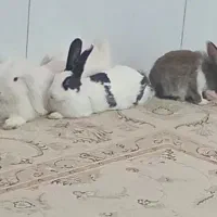 واگذاری خرگوش