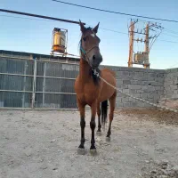 مادیان پرخون کرد