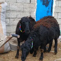 بره نر|حیوانات مزرعه|اردبیل, |دیوار