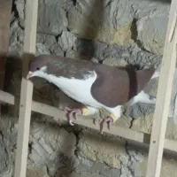 کفتر|پرنده|تاکستان, |دیوار