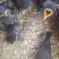 جوجه مینا افغان بشرط کف قیمت