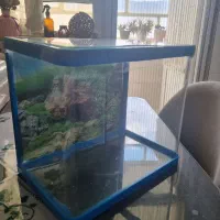 آکواریوم چینی|ماهی|بیرجند, |دیوار