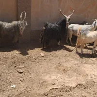 نر بز ناز و عشق بازی