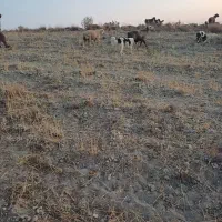 سگ قدر جونی|سگ|شیراز, کودیان|دیوار