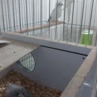 عروس هلندی البینو|پرنده|مهران (ایلام), |دیوار