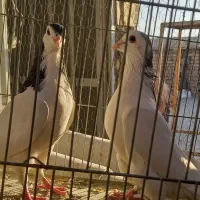 کفتر قلاغ دولا گل‌پنبه‌ای|پرنده|خمینی‌شهر, |دیوار