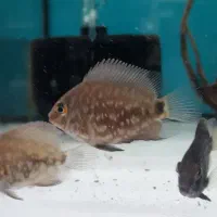 اکواریوم حرفه ای و ماهی خاص|ماهی|زابل, |دیوار