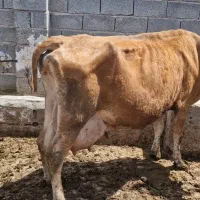 گاو شیری درجه یک