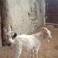 نربز سانن|حیوانات مزرعه|گرمخان, |دیوار