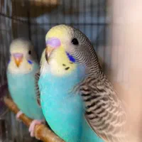 مرغ عشق و برزیلی