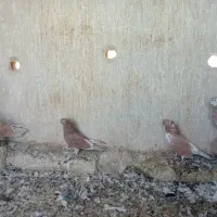 کفترزرد پرشی نر و ماده