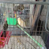 قناری قفس کبوتر