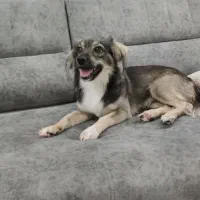 سگ اشپیتز واکس خورده شناسنامه دار