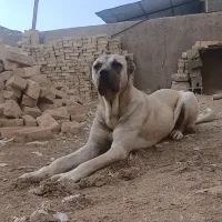 سگ سرابی ماده