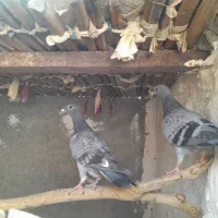 سبز سنگی جوان ،ریش جوان ،طوقی جوان ویک جفت سبز