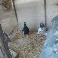 کبوتر پنج عدد تعویض با بلدرچین