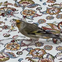 + سهره قناری دهن‌لر حرفه‌ای