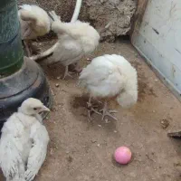 مرغ کوردی|حیوانات مزرعه|ثلاث باباجانی, |دیوار
