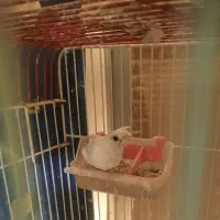 فنج بنگالی، مرغ عشق پروانه ی فنچ نرگسی سفید|پرنده|بندرعباس, |دیوار