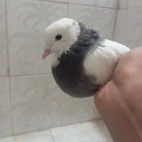 طوقی سبز|پرنده|بم, |دیوار