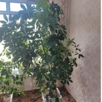 گل طبیعی شفدریا