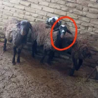 بره نر پای پروار