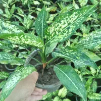 گل آگلونما|گل و گیاه طبیعی|اطاقور, |دیوار