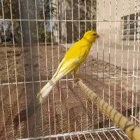 قناری نر قرص زرد رسمی بلند|پرنده|اسلامشهر, شهرک سعیدیه|دیوار