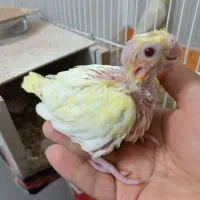 جوجه عروس هلندی لوتینو زعفرانی