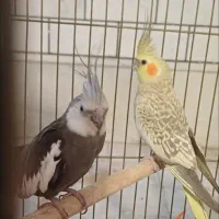 جوجه سرلاکی عروس هلندی|پرنده|شیراز, ارم|دیوار