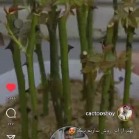 فروش نهال جام. توت. گل کاغذی