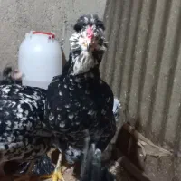 تخم مرغ گلین  فول|حیوانات مزرعه|آزادشهر, |دیوار