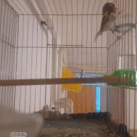 سهره و قناری بخوان|پرنده|همدان, |دیوار