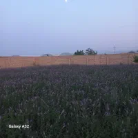 نعنا سبز مخصوص عرق گیری حدود ۱ تن